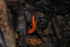 Clavulinopsis sulcata