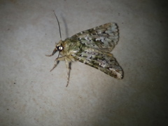 Thalatha bryochlora