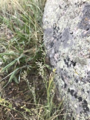 Muhlenbergia montana