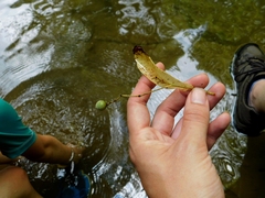 Tilia americana americana