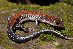 Plethodon ouachitae