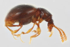 Scydmaeninae