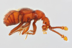 Mipseltyrus