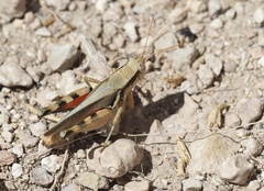 Melanoplus glaucipes