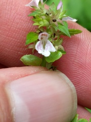 Stachys tenuifolia