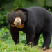 Sun Bear - Photo (c) Wich’yanan L, some rights reserved (CC BY), uploaded by Wich’yanan L