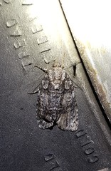 Acronicta tristis