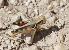 Melanoplus glaucipes