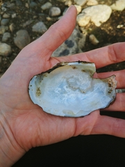 Atlanticoncha ochracea