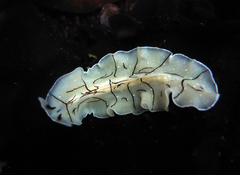 Eurylepta californica