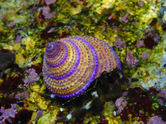 Calliostoma annulatum