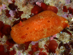 Aldisa sanguinea