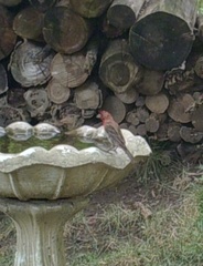 Haemorhous mexicanus