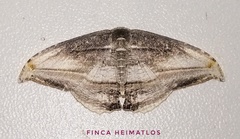Morphomima fulvitacta