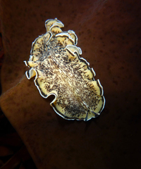 Pseudoceros montereyensis