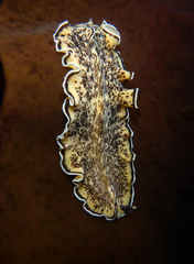 Pseudoceros montereyensis