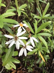 Brachyglottis kirkii