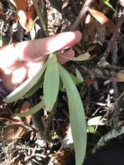 Brachyglottis kirkii