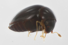 Clambidae