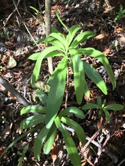 Brachyglottis kirkii