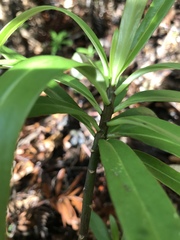 Brachyglottis kirkii