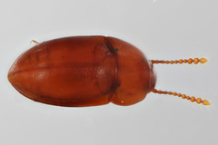 Catopocerus