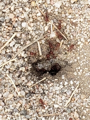 Pogonomyrmex occidentalis