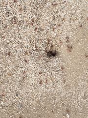 Pogonomyrmex occidentalis