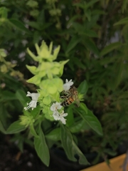 Apis mellifera