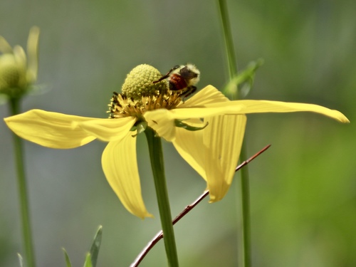 Great Basin Bumble Bee photo 6