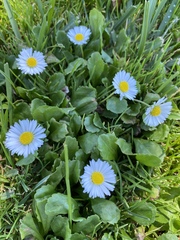 Bellis perennis