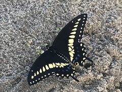 Papilio polyxenes