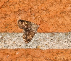 Idia americalis