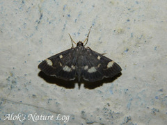 Herpetogramma luctuosalis