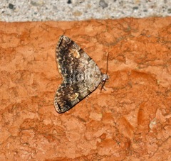 Idia americalis
