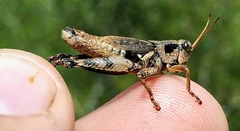Melanoplus huroni