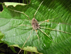 Bidentolophus bidens
