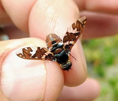 Exoprosopa caliptera