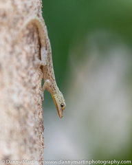 Cnemaspis littoralis