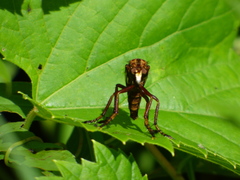 Diogmites basalis