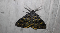 Arichanna flavinigra