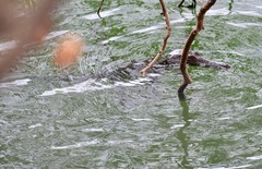 Crocodylus johnstoni