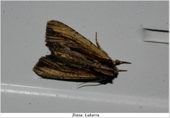 Apamea verbascoides