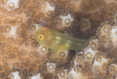 Paragobiodon xanthosoma