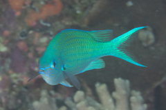 Chromis atripectoralis