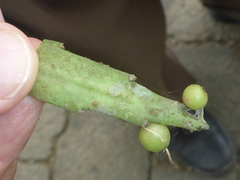 Pseudorhipsalis