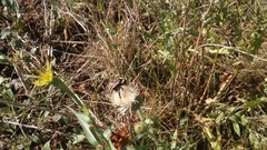 Cirsium canescens