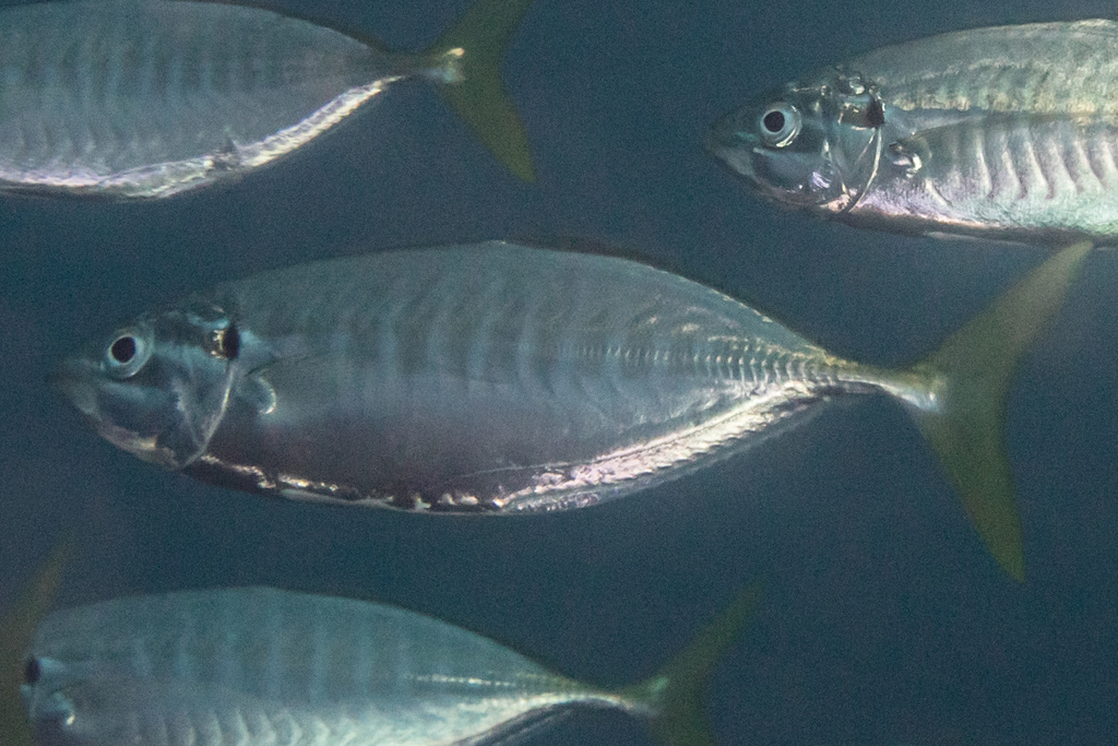Barred yellowtail scad (Atule mate) — Carangidae