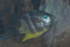 Amblyglyphidodon orbicularis