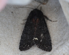 Melanchra assimilis